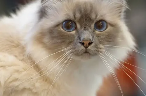 Cat Breeds That Don't Shed