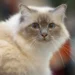 Cat Breeds That Don't Shed