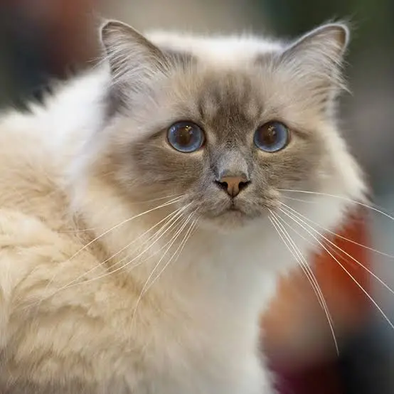 Cat Breeds That Don't Shed