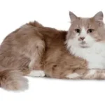 Turkish Angora Cat: Complete Guide to Personality, Care, Price & More