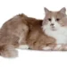 Turkish Angora Cat