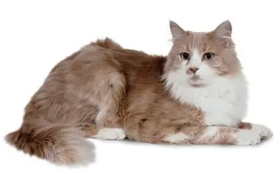 Turkish Angora Cat