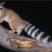 ringtail cat