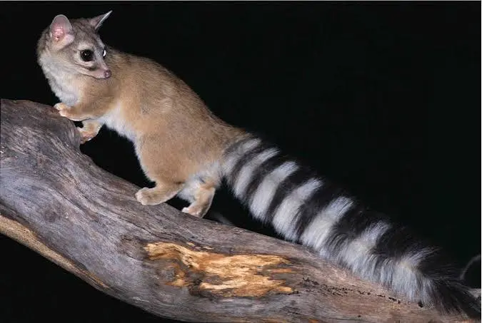 ringtail cat