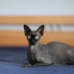 Sphynx Cat: Complete Guide to Personality, Care, Price & More
