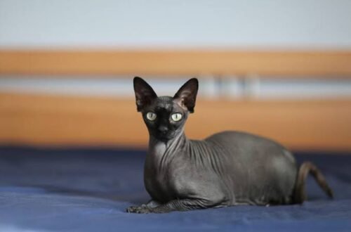 Sphynx Cat