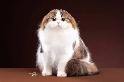 Scottish Fold Cat