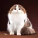 Scottish Fold Cat