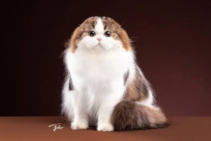 Scottish Fold Cat