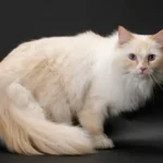 Ragamuffin Cat: Complete Guide to Personality, Care, Price & More