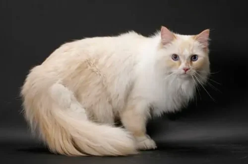 Ragamuffin Cat