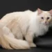 Ragamuffin Cat
