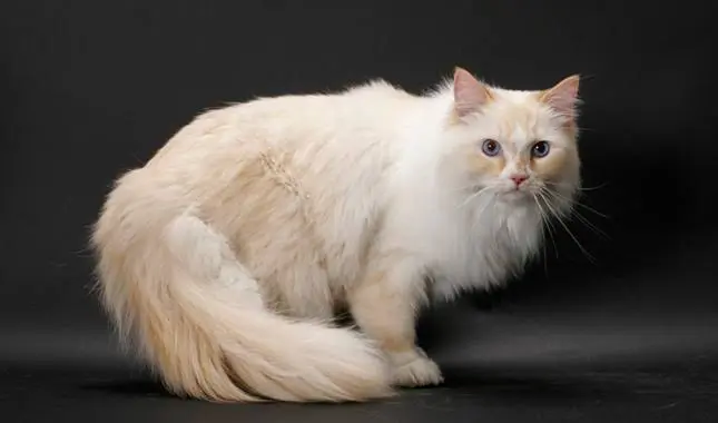Ragamuffin Cat