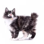 American Bobtail: Complete Guide to Personality, Care, Price & More