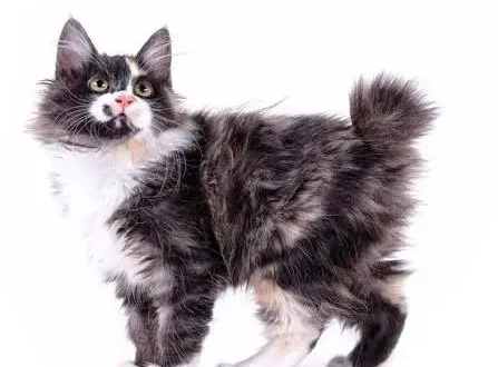 American Bobtail