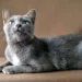 gray cat