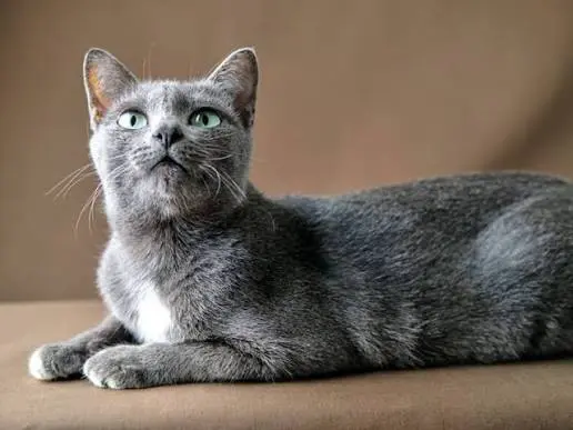 gray cat