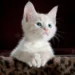 Unique Cat Names