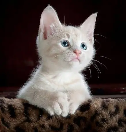 Unique Cat Names