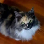 Domestic Long Hair Cat: Complete Guide to the Fluffy House Cat