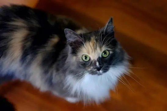 domestic long hair cat