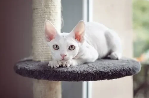Devon Rex Cat