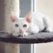 Devon Rex Cat