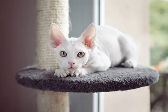 Devon Rex Cat