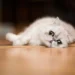 cat breeds