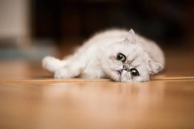 cat breeds