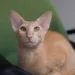 Peterbald Cat