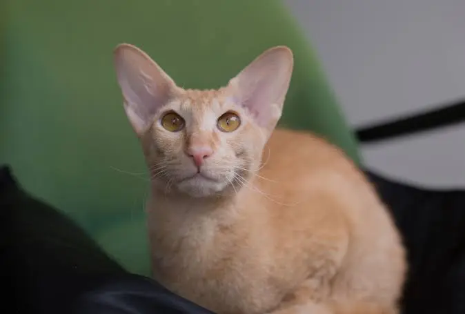 Peterbald Cat