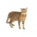 Serengeti Cat