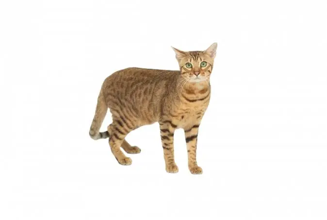 Serengeti Cat