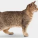 Pixie-Bob Cat