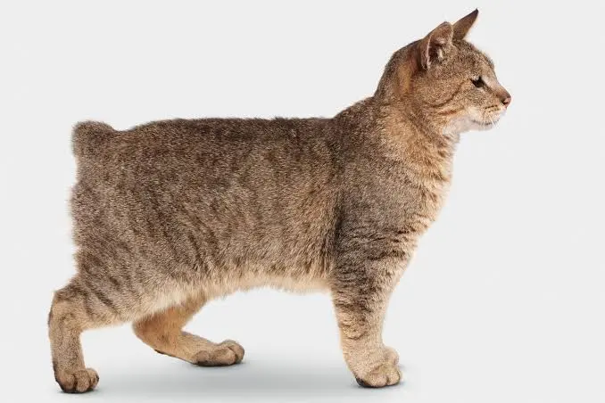 Pixie-Bob Cat