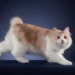 Kurilian Bobtail