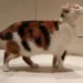 Japanese Bobtail