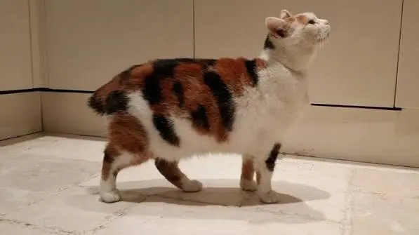 Japanese Bobtail