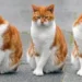 friendly cat breeds