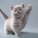 Japanese Cat Names: 300+ Cute, Anime & Unique Name Ideas With Meanings