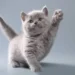japanese cat names