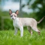 Cornish Rex Cat: Complete Guide to Personality, Care, Price & More