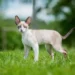 Cornish Rex Cat