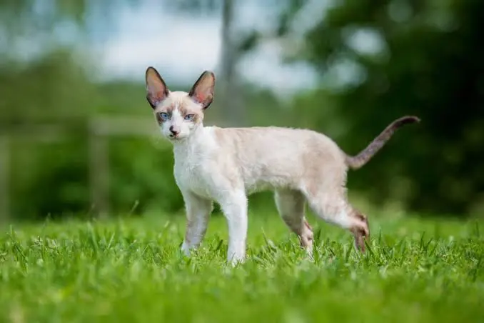 Cornish Rex Cat