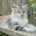Highlander Cat