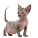 Lykoi Cat