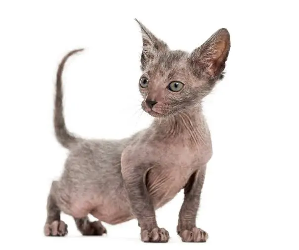 Lykoi Cat