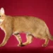 chausie cat