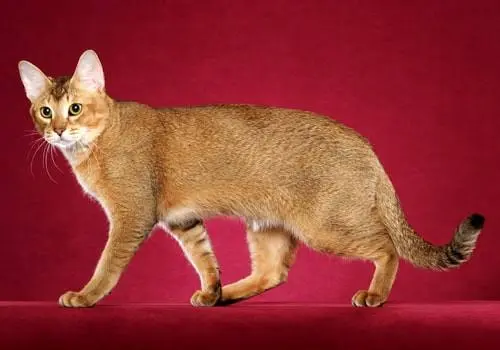 chausie cat